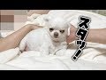 撫でるとすぐゴロンする犬を支えてみたらどうする?阻止されるチワワのコハク
