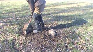 Releasing a Bobcat