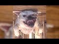 Are YOU READY for PETS and FARM animals TOGETHER? - Try NOT to LAUGH!