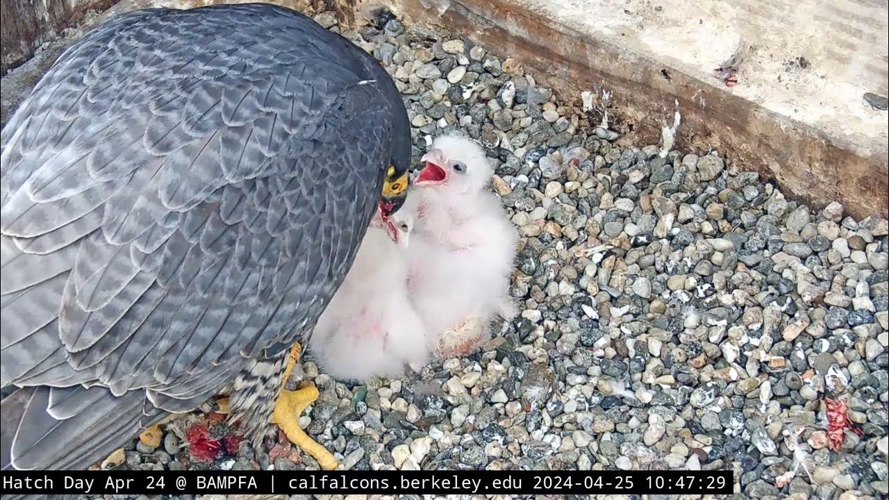 4-25-24 The Chicks Enjoy the Day's Fourth Breakfast