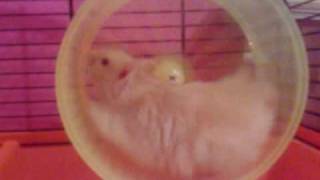 Como Fazer Jinastica