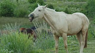Daily Horse Behaviors Explained