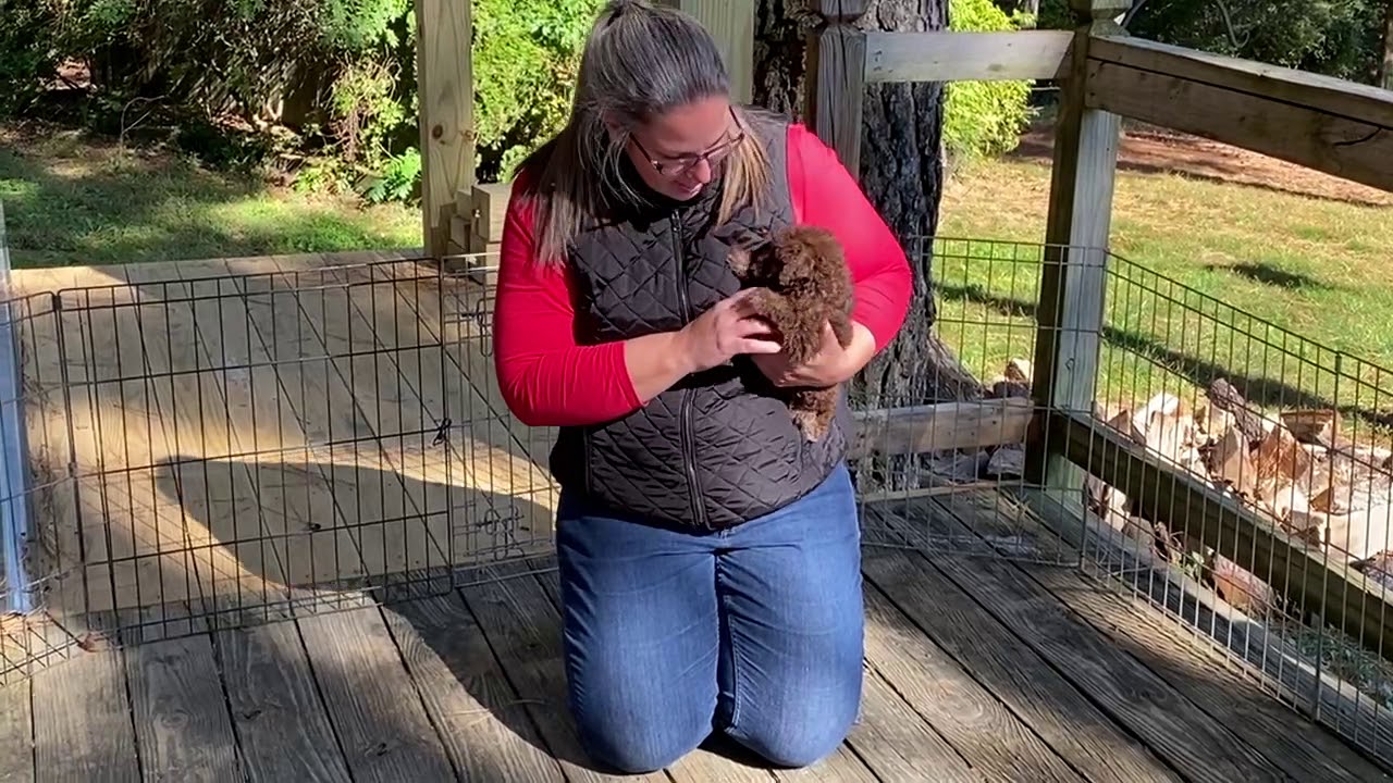 Doodle Run Kennels Aussiedoodles Willow 102020 Girl Orange YouTube