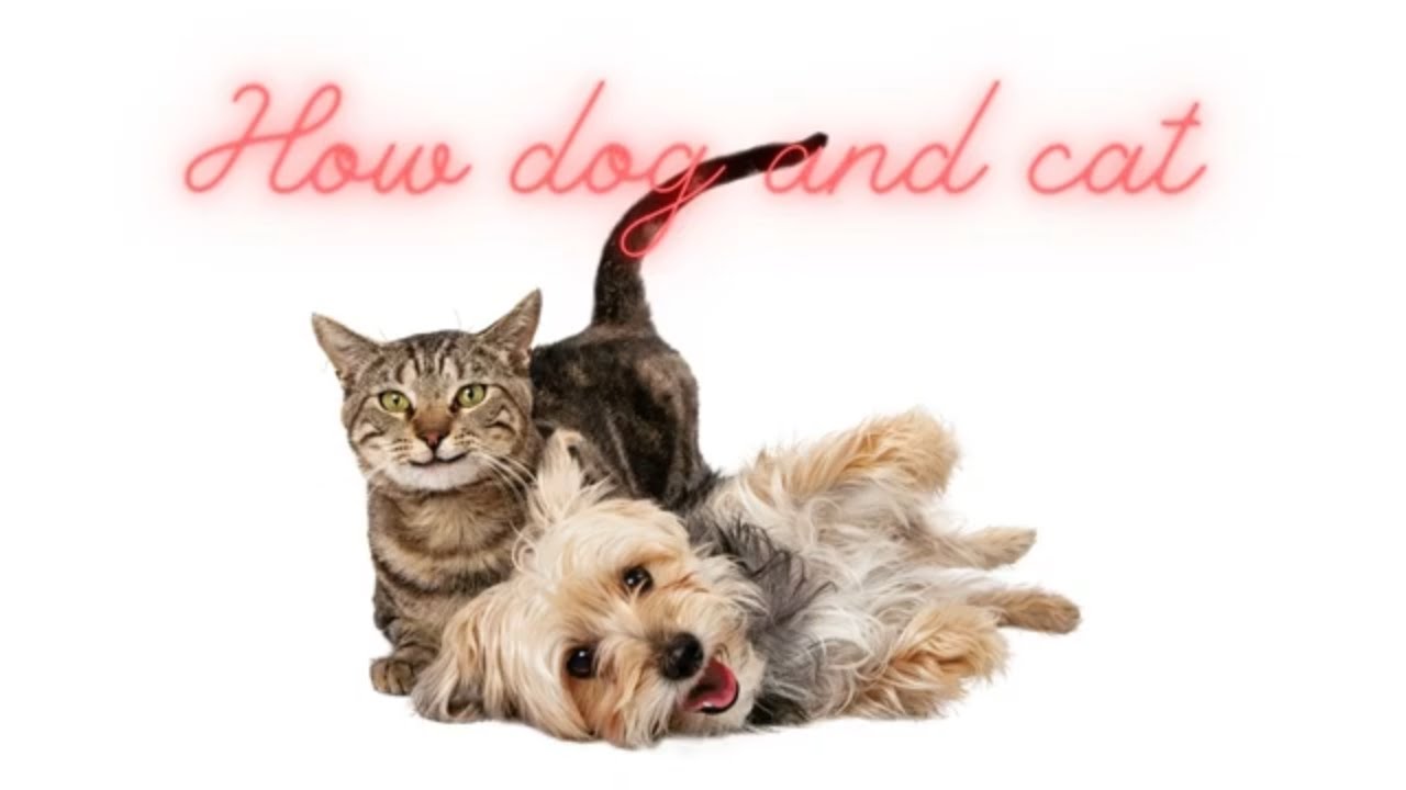 Little dog on Youtube Dog and cat do not fight dog cat cute YouTube