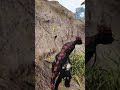 He Deserved This - Pachy #isle #gaming #theisle
