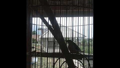 RAMBATAN PARUH MERAH PIKAT
