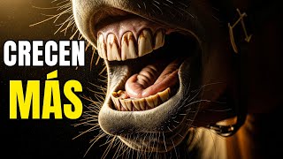 What Happens When a Horse Doesn't Wear Down Its Teeth