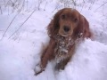 Первый снежок. Собачьи радости :) / First snowball. Doggy gladnesses