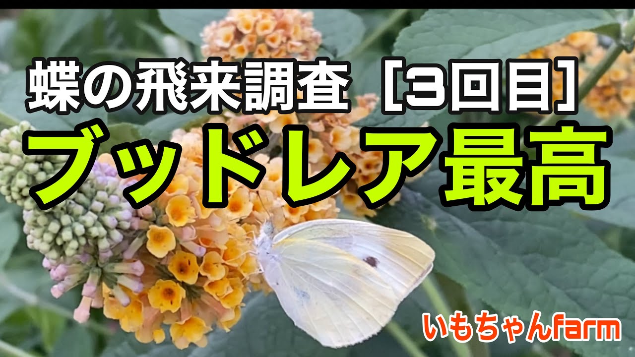 蝶の飛来調査 3回目 ブッドレア開花 Youtube 蝶の飛来調査 3回目 ブッドレア開花 Youtube