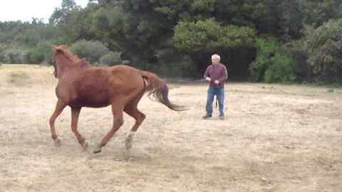 Misty- Canter Right- C