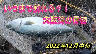 まだチャンスあり!このルアーしか釣れない?!12月中旬の大阪湾!!