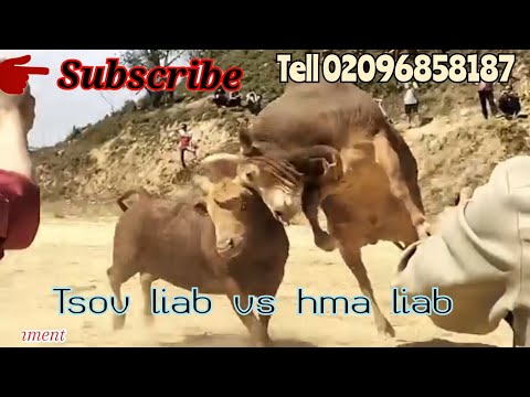 Nyuj Sib Nrau Hnub Tim 2 3 2025Ej Tiag2