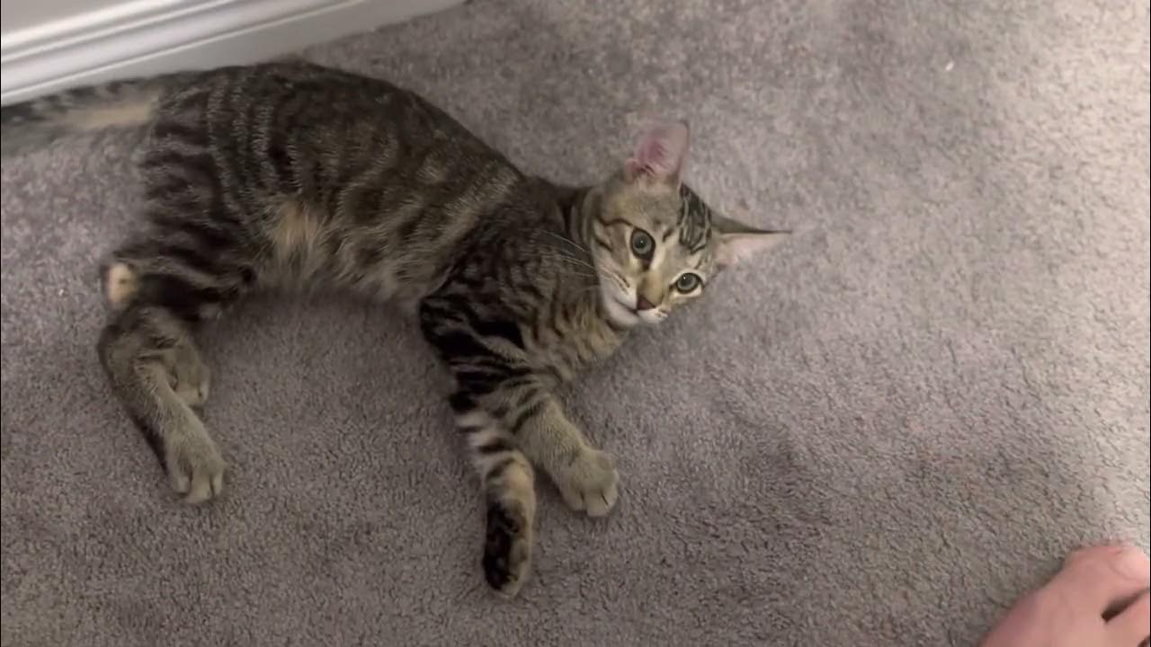 What happens if you touch a cat's toes? YouTube