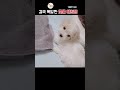 [카바푸 아티] 결국 폭발한 콧물 테러범! 억울해서 실신 직전인 카바푸 아티ㅋㅋㅋ The Snot Terrorist Finally Exploded!
