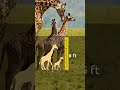 Did You Know That We Can Tell the Age of a Giraffe Just by Looking at It? 🦒