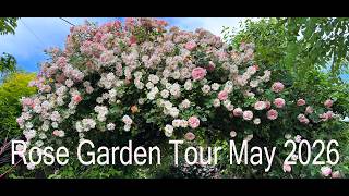 Rose Tour May 2026 - David Austin & Old Roses