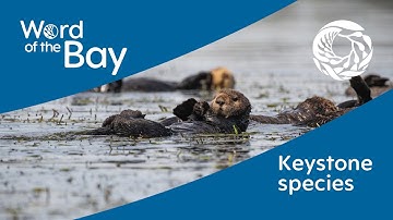 Sea otters: Keystone species with a big appetite | Word of the Bay