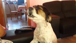 La Perrita Contestona