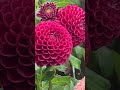 Bunch of flowers dahlias