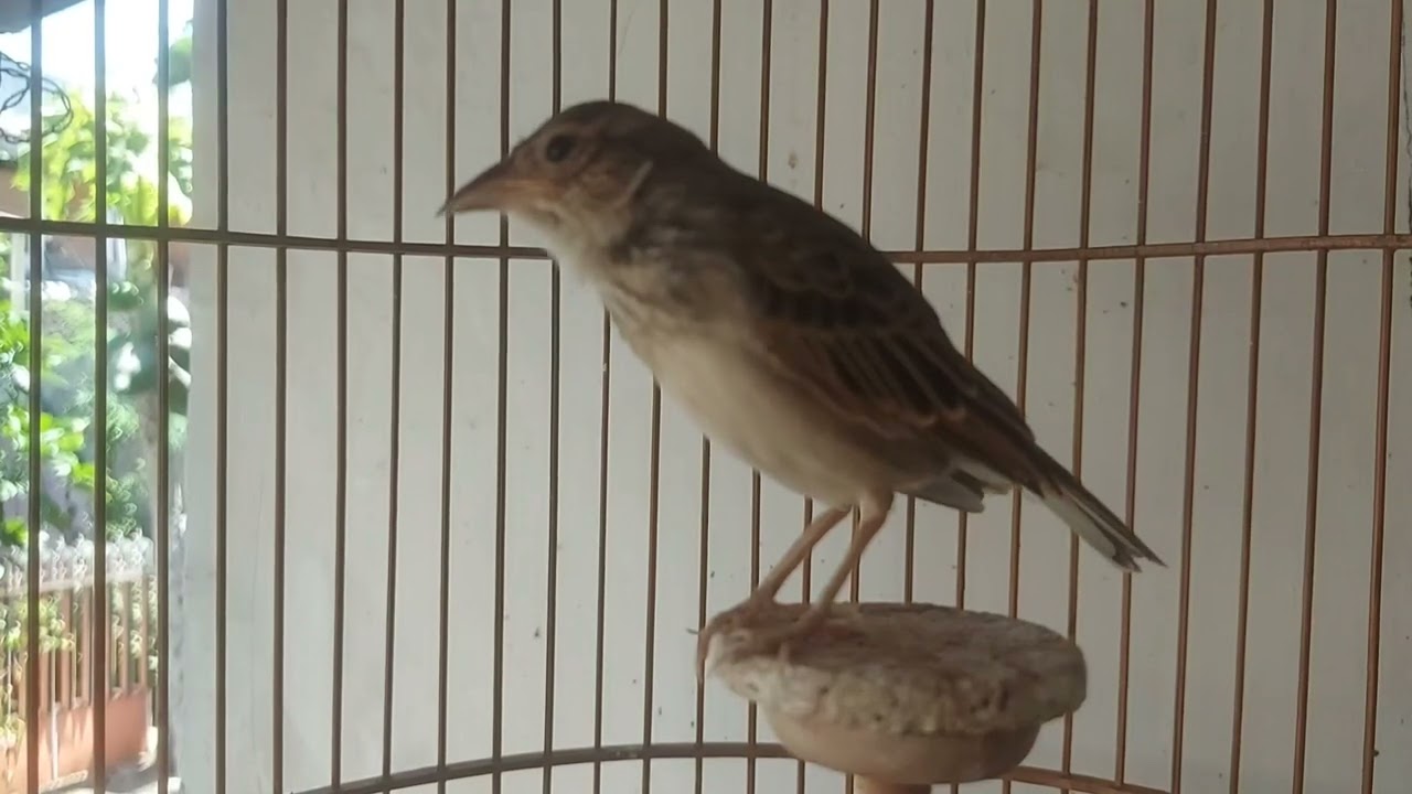 Branjangan parva gacor rasa javanika