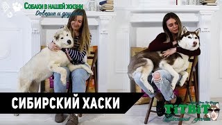 Хаски Флора TiTBiT - Собаки в нашей жизни: Интервью #4 (Сибирский Хаски)