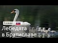 Go to... Словакия. Лебедята в Братиславе