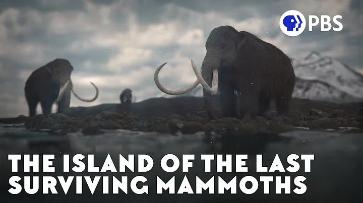 The Island of the Last Surviving Mammoths - DayDayNews