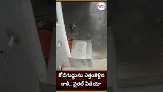 కోడిగుడ్డును ఎత్తుకెళ్లిన కాకి.. వైరల్ వీడియో