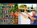 Cheap and Easy TOMATO TRELLIS