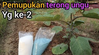 The second way to fertilize purple eggplant is directly in the soil.