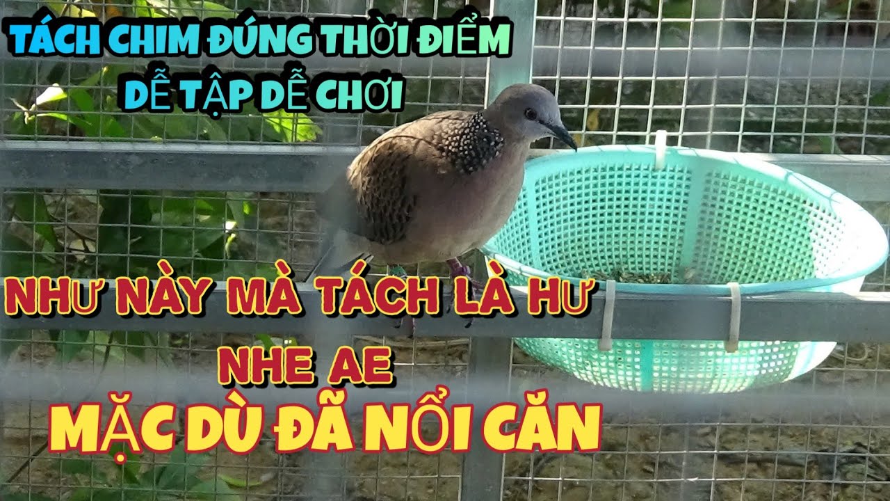 thời điểm tách avi chim cu gáy malaysia sao cho phù hợp | Góc Nhỏ Quê Tôi