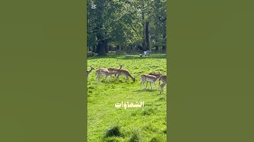 سوره النجم القارئ #محمود_خليل_الحصري #قرآن #المصحف #اللهم_صل_وسلم_على_نبينا_محمد #quran #اكسبلور