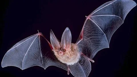 Secrets and Mysteries of Bats - Nature Documentary