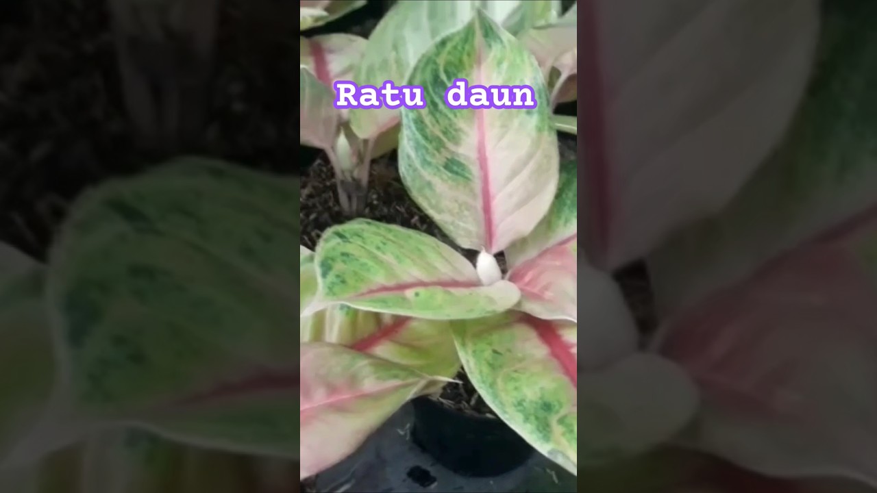 ♡Ratu Daun 