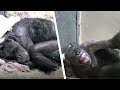 El tiempo se agota: un chimpancé anciano recibe la visita inesperada de un viejo amigo