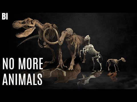 What if all animals went extinct?