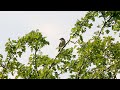Lesser Whitethroat And Call Lesser Whitethroat And Call