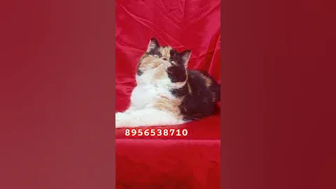 Video 8282901: calico female kitten, exotic female kitten, haired kitten