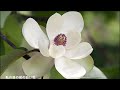 山崎ハコ・・白い花