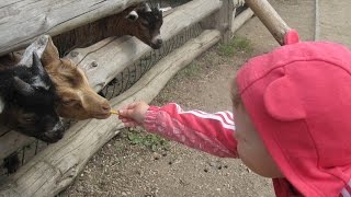 Бердянский зоопарк 2015.Приколы Дети в зоопарке Смешные животные.Идеи рукоделия Бердянский зоопарк 2015.Приколы Дети в зоопарке Смешные животные.Идеи рукоделия