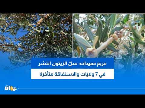 بعد ظهور سلّ الزيتون: مهندسة فلاحيّة تدعو إلى التحرّك عند ظهور هذه العلامات