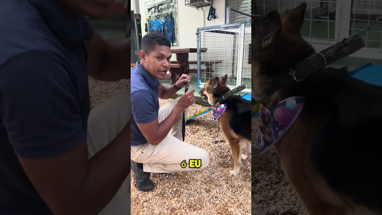 Tenha pulso com seu cão!