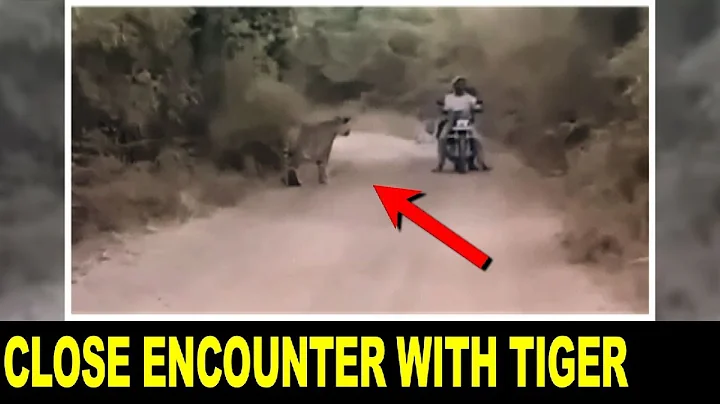 Bikers Encounter with 2 Tigers NARROWEST ESCAPE
