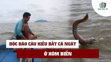 ĐỘC ĐÁO CÂU KIỀU BẮT CÁ NGÁT Ở XÓM BIỂN