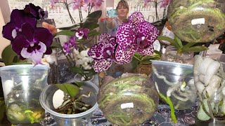 картинка: ОРХИДЕИ Растут Без Субстрата и Шикарно Цветут/ХОРОШИЕ НОВОСТИ ДЛЯ активных ПОДПИСЧИКОВ