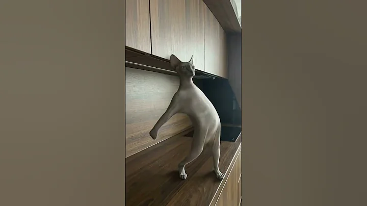 Video 11868771: dancing sphynx cat, sphynx cat showing, hairless kitty, cat funnycats cute