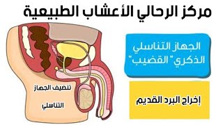 عندك البرد القديم إليك العلاج الطبيعي إسترجاع الطاقة والقوة الجنس 0660294230