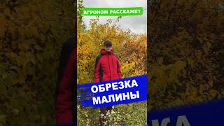 ОБРЕЗКА МАЛИНЫ за 10 сек