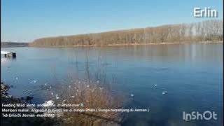 Memberi makan burung2 & angsa2 liar  Di sungai Rhine .Feeding Wild Birds & Swans