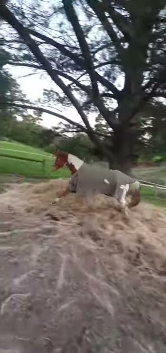 Shady - Horse roarer roaring sound - Recurrent Laryngeal Neuropathy (RLN)